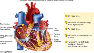 Conduction system of the heart