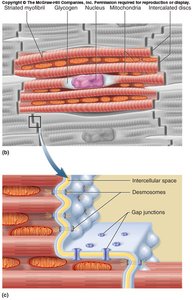 Structure of cardiac muscle and intercalated discs