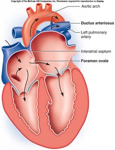 Fetal heart circulation: foramen ovale and ductus arteriosus