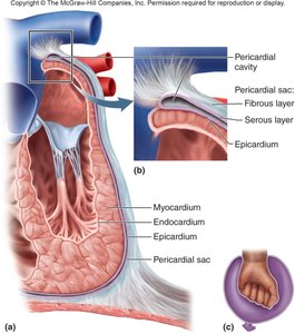 Cross-section of the heart wall and pericardium
