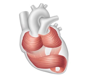 Cardiac muscle bundles in the myocardium
