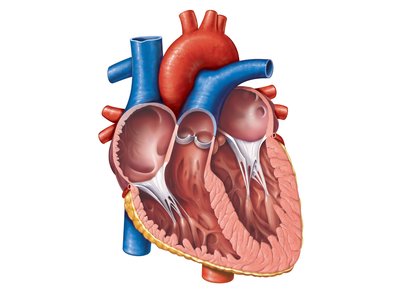 Frontal section of the heart showing chambers and valves