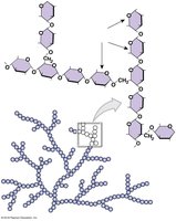 Structure of glycogen
