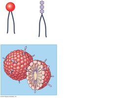 Micelle formation by phospholipids and glycolipids