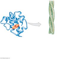 Tertiary and quaternary protein structure (collagen)