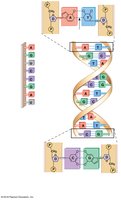 DNA and RNA structure