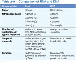 Comparison of RNA and DNA