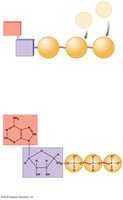 Structure of ATP, ADP, and AMP