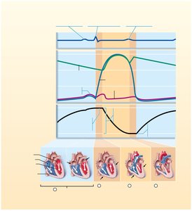 Cardiac cycle events correlated with ECG, pressure, and volume