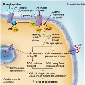 Norepinephrine mechanism for increased contractility