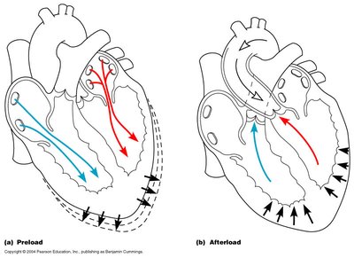 Regulation of heart rate