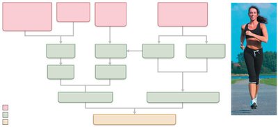 Exercise and cardiac output flowchart