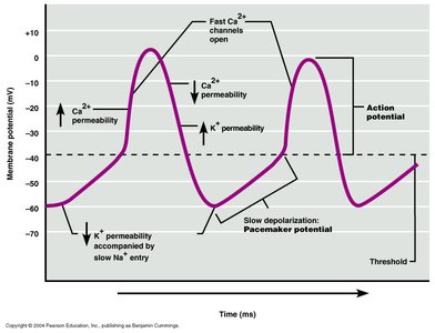 Pacemaker cell action potential graph