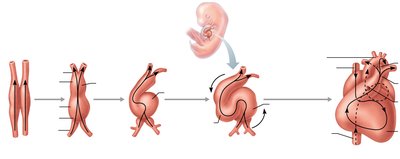 Heart development stages