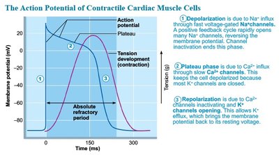 Action potential of contractile cardiac muscle cells