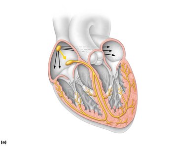Intrinsic conduction system of the heart