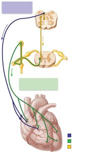 Autonomic innervation of the heart