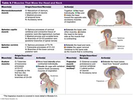 Table 9.7 Muscles That Move the Head and Neck