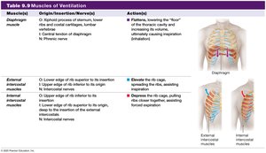 Table 9.9 Muscles of Ventilation