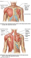 Muscles that move the scapula