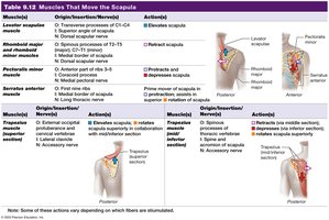 Table 9.12 Muscles That Move the Scapula