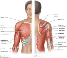 Muscles that move the arm and forearm