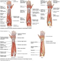 Muscles that move the hand