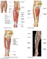 Anterior and medial muscles that move the thigh and leg