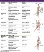 Table 9.17 Muscles That Move the Thigh and Leg: Anterior and Medial Muscles