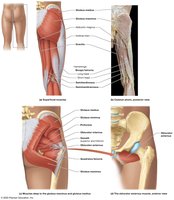 Posterior muscles that move the thigh and leg