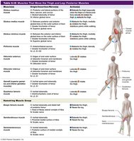 Table 9.18 Muscles That Move the Thigh and Leg: Posterior Muscles