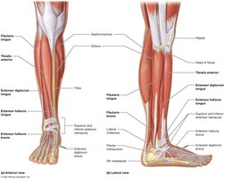 Anterior and lateral muscles that move the foot and toes
