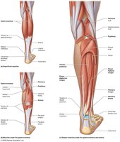 Posterior muscles that move the ankle and toes
