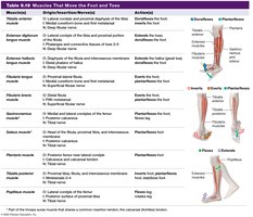 Table 9.19 Muscles That Move the Foot and Toes