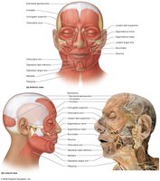 Muscles of facial expression