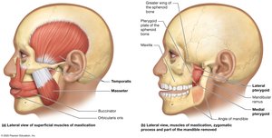 Muscles of mastication