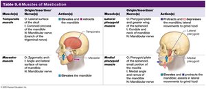 Table 9.4 Muscles of Mastication