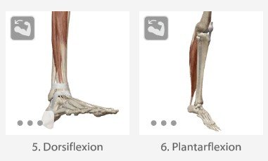 Dorsiflexion and plantar flexion