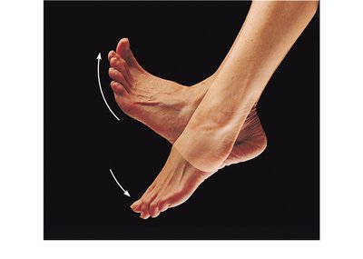 Dorsiflexion and plantar flexion