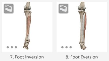 Foot inversion and eversion