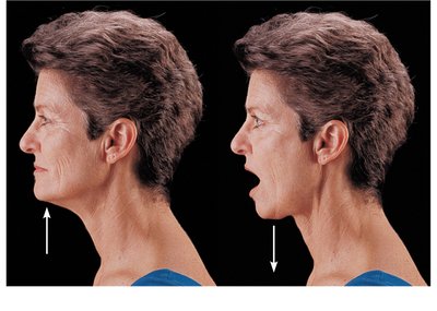 Elevation and depression of the mandible