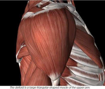 Deltoid muscle, triangular shape