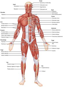 Anterior view of superficial muscles of the body