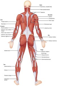 Posterior view of superficial muscles of the body