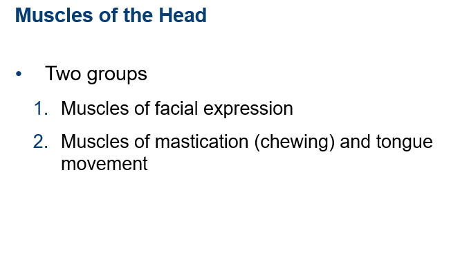 Muscles of facial expression