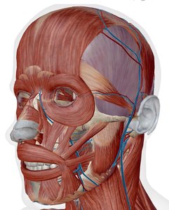 Muscles of mastication and tongue movement