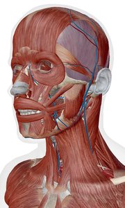 Sternocleidomastoid muscle