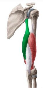 Biceps and triceps muscle origins