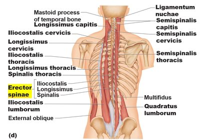 Erector spinae group