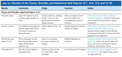 Table of thorax, shoulder, and abdominal wall muscles